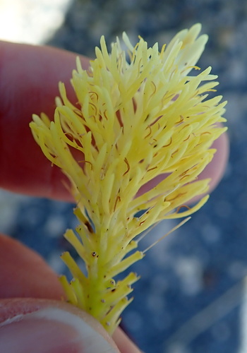Featherbush (Aulax umbellata)