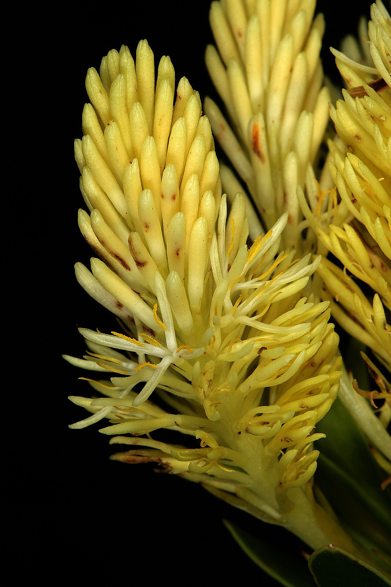 Featherbush: Aulax umbellata , male flowers; Fernkloof Nature Reserve, Hermanus, Western Cape, South Africa