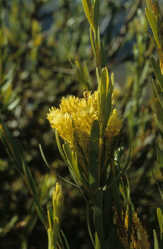 Featherbush (Aulax umbellata)