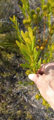 Featherbush (Aulax umbellata)
