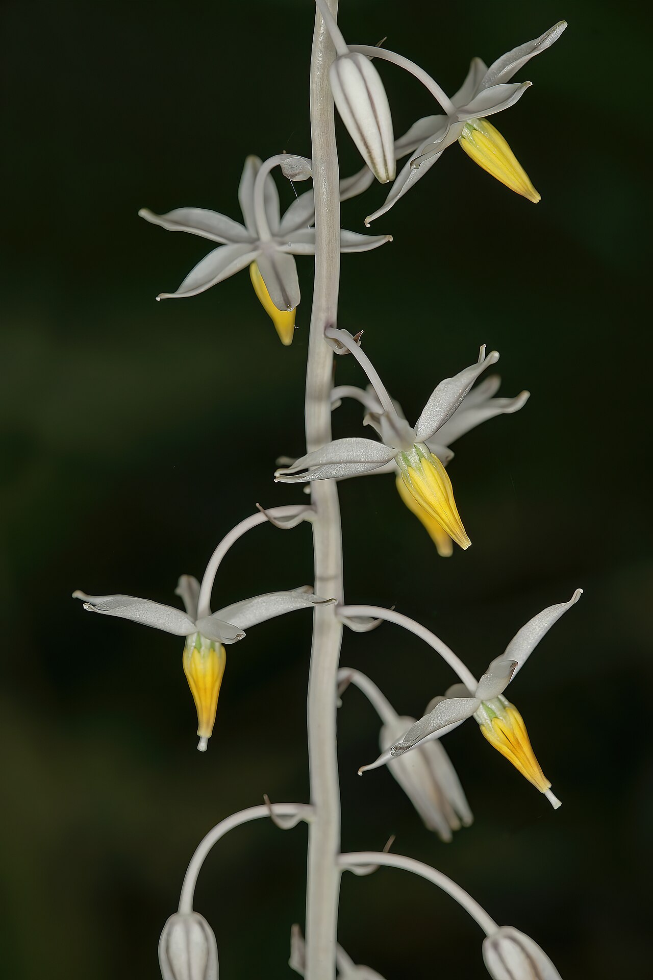 Aulostemon mzimvubuensis: Drimia mzimvubuensis , part of inflorescence; Kirstenbosch National Botanical Garden, Cape Town, Western Cape, South Africa