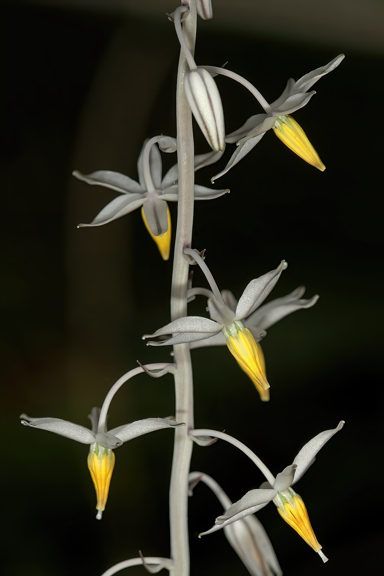Aulostemon mzimvubuensis: Drimia mzimvubuensis , part of inflorescence; Kirstenbosch National Botanical Garden, Cape Town, Western Cape, South Africa