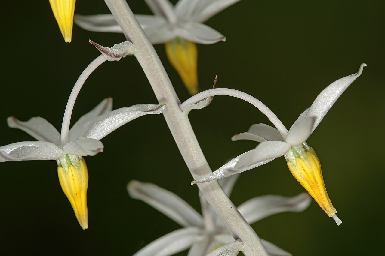 Aulostemon mzimvubuensis: Drimia mzimvubuensis , flowers; Kirstenbosch National Botanical Garden, Cape Town, Western Cape, South Africa