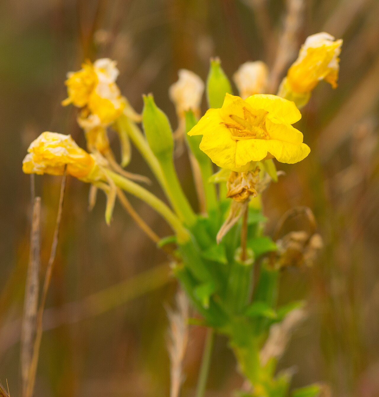 Largeflower yellow false foxglove: Albany Dry Prairie & Oak Savanna Wisconsin State Natural Area #680 Albany Wildlife Area Green County