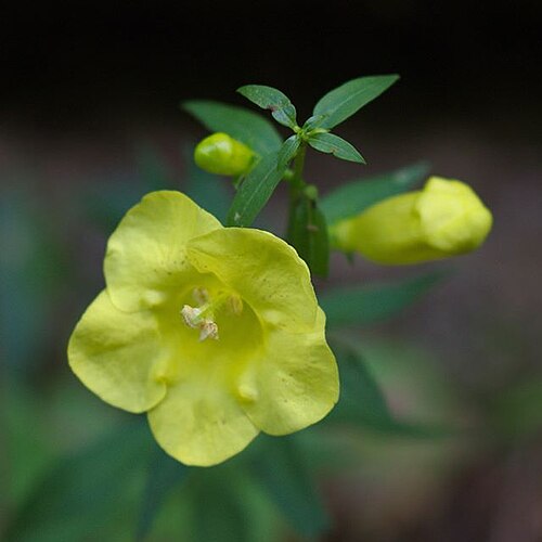 Dasystoma integrifolia: Aureolaria laevigata (Appalachian oak-leech) flower in the Blue Ridge Mountains