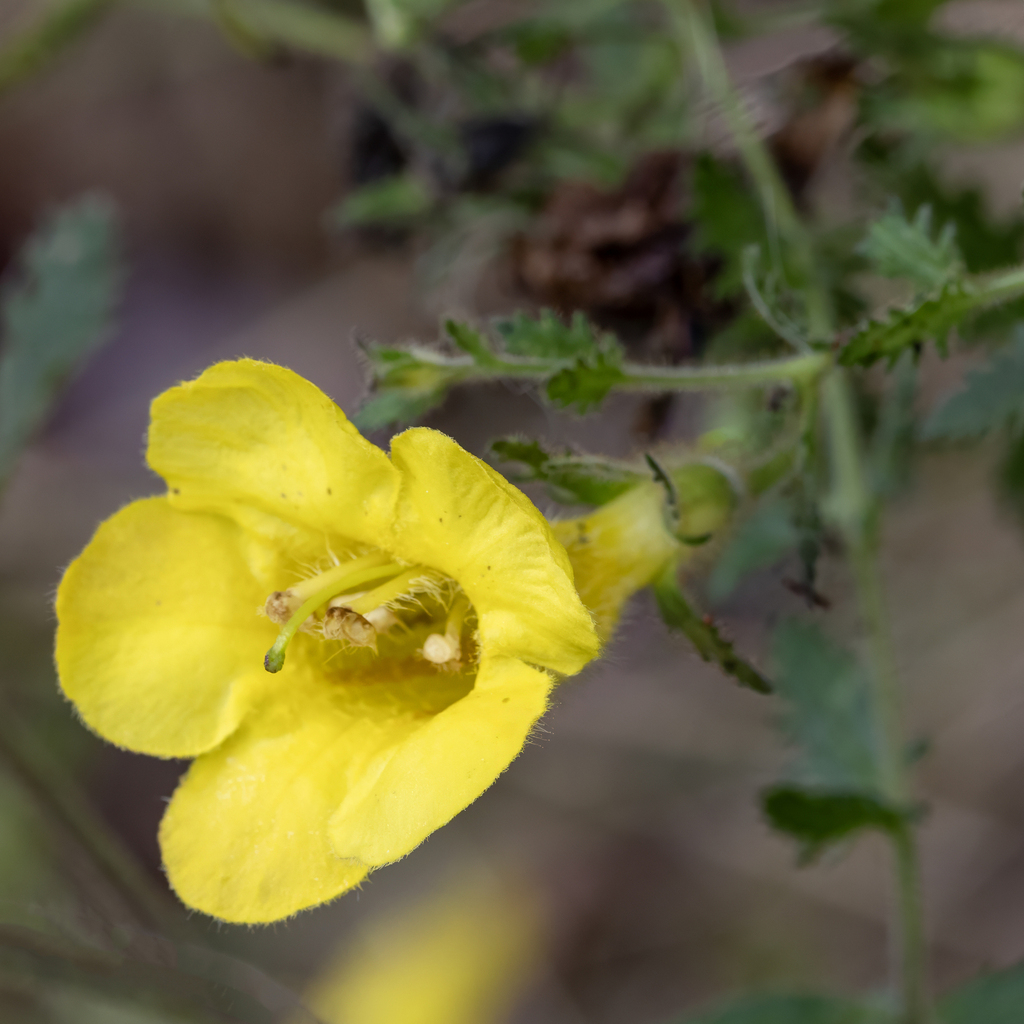 Combleaf yellow false foxglove (Aureolaria pectinata)