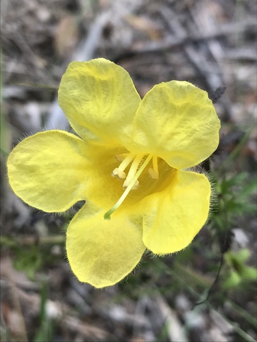 Combleaf yellow false foxglove (Aureolaria pectinata)