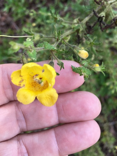 Combleaf yellow false foxglove (Aureolaria pectinata)