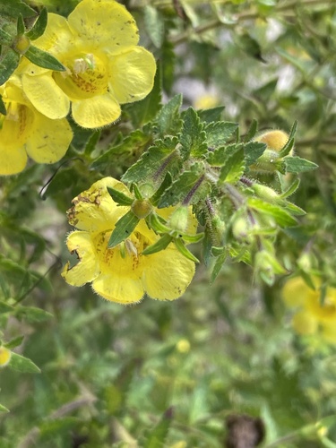 Combleaf yellow false foxglove (Aureolaria pectinata)