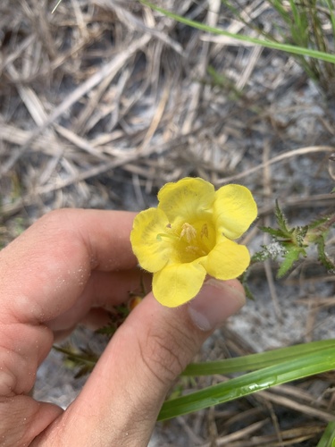 Combleaf yellow false foxglove (Aureolaria pectinata)