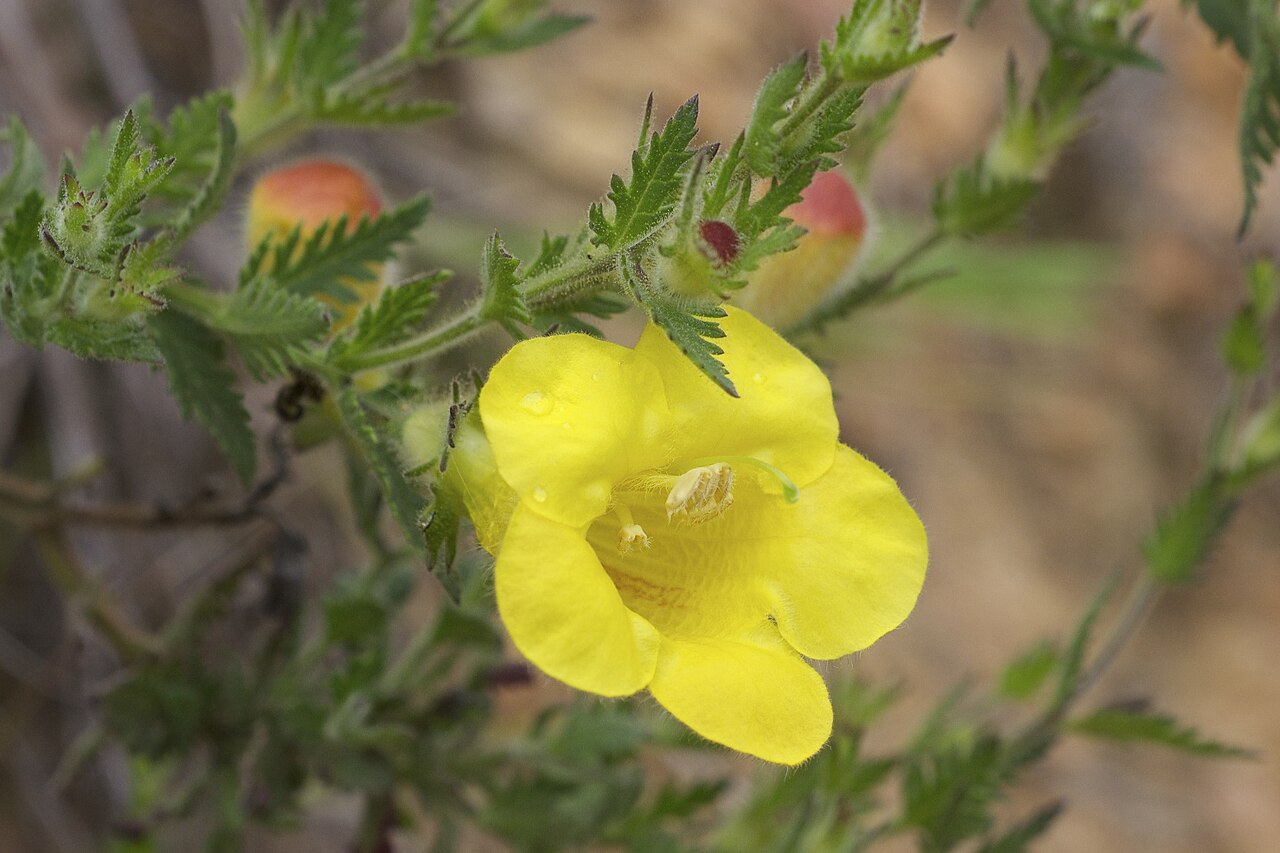 Combleaf yellow false foxglove: Species from southeastern North America Common name: fernleaf yellow false foxglove Photographed in Conner Park, Little Rock, Pulaski County, Arkansas