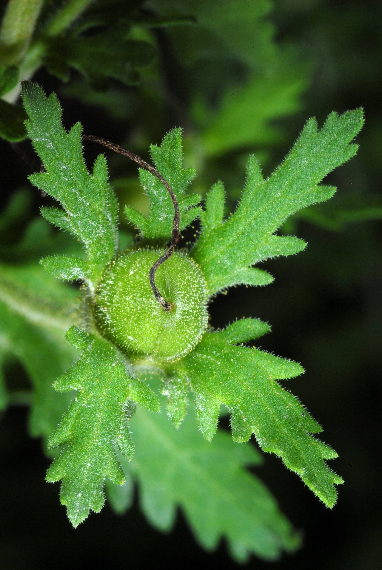 Fernleaf yellow false foxglove: Aureolaria pedicularia