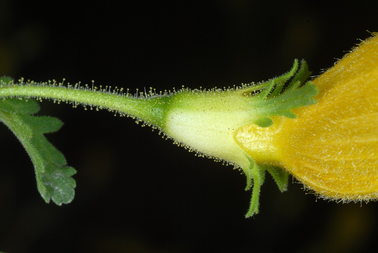 Fernleaf yellow false foxglove: Aureolaria pedicularia
