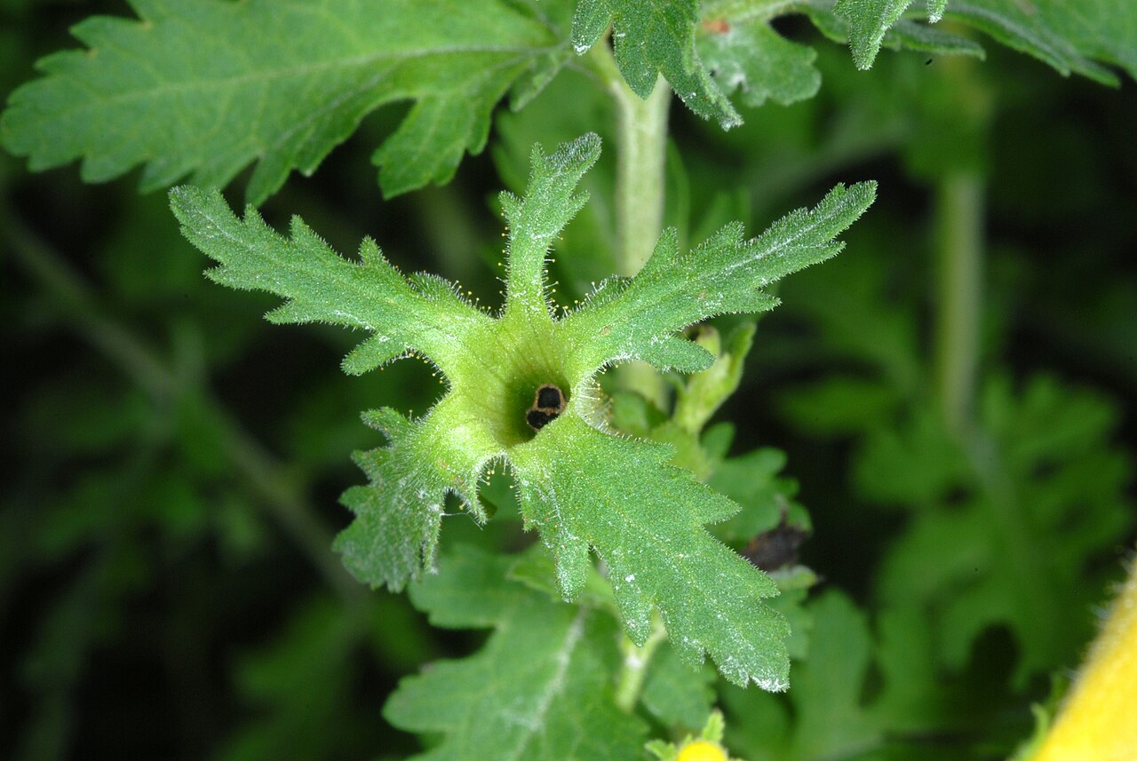 Fernleaf yellow false foxglove: Aureolaria pedicularia