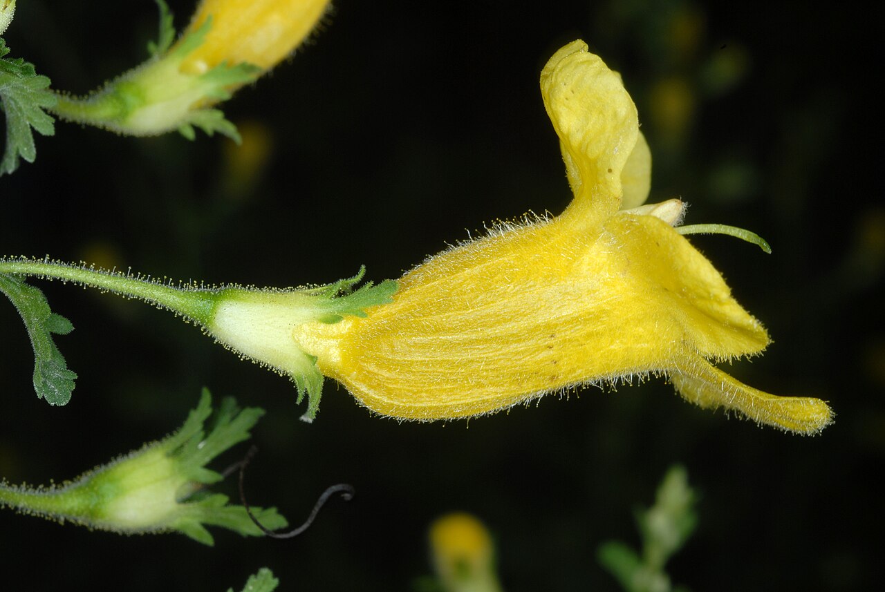 Fernleaf yellow false foxglove: Aureolaria pedicularia