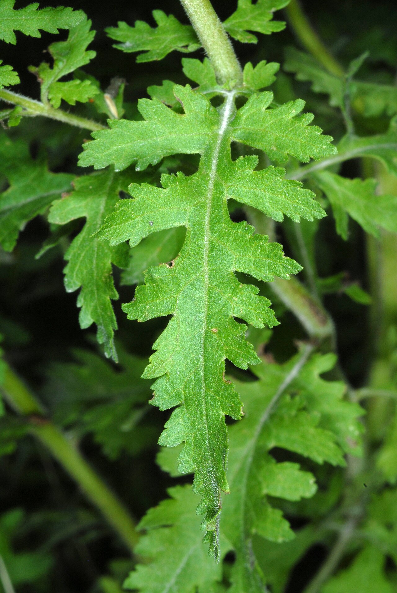 Fernleaf yellow false foxglove: Aureolaria pedicularia