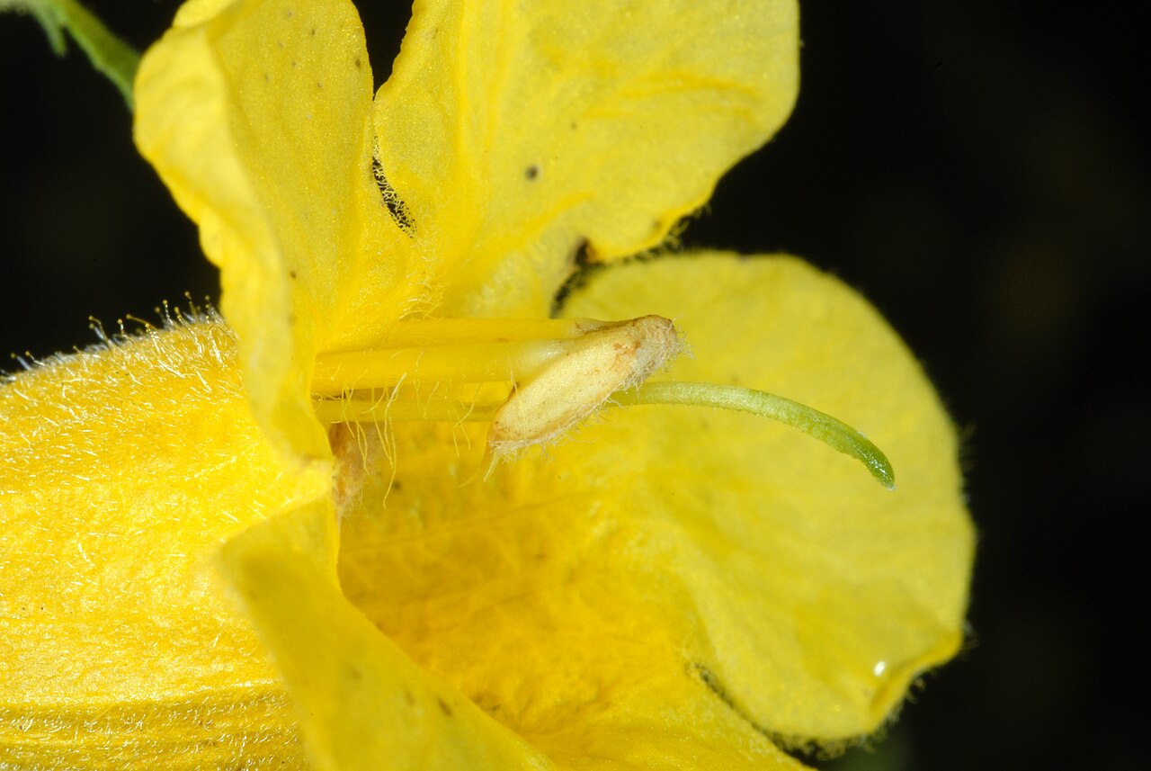Fernleaf yellow false foxglove: Aureolaria pedicularia
