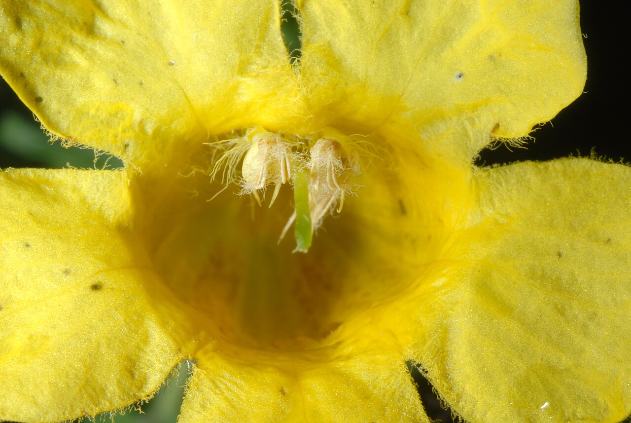 Fernleaf yellow false foxglove: Aureolaria pedicularia