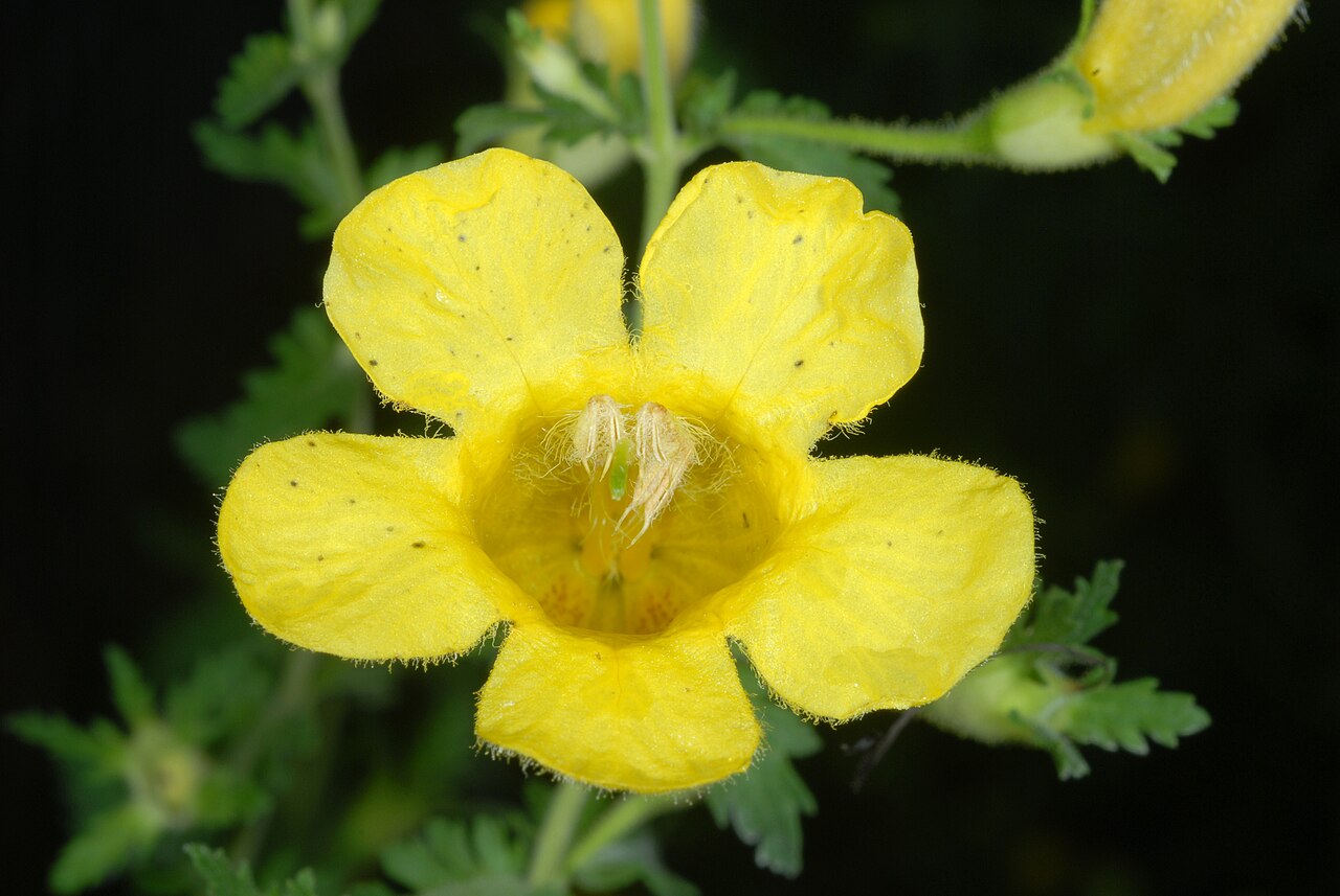Fernleaf yellow false foxglove: Aureolaria pedicularia