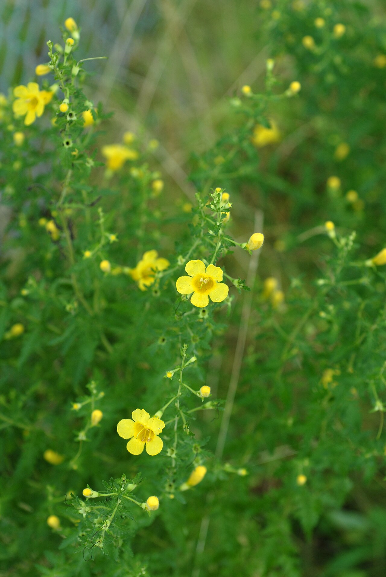 Fernleaf yellow false foxglove: Aureolaria pedicularia