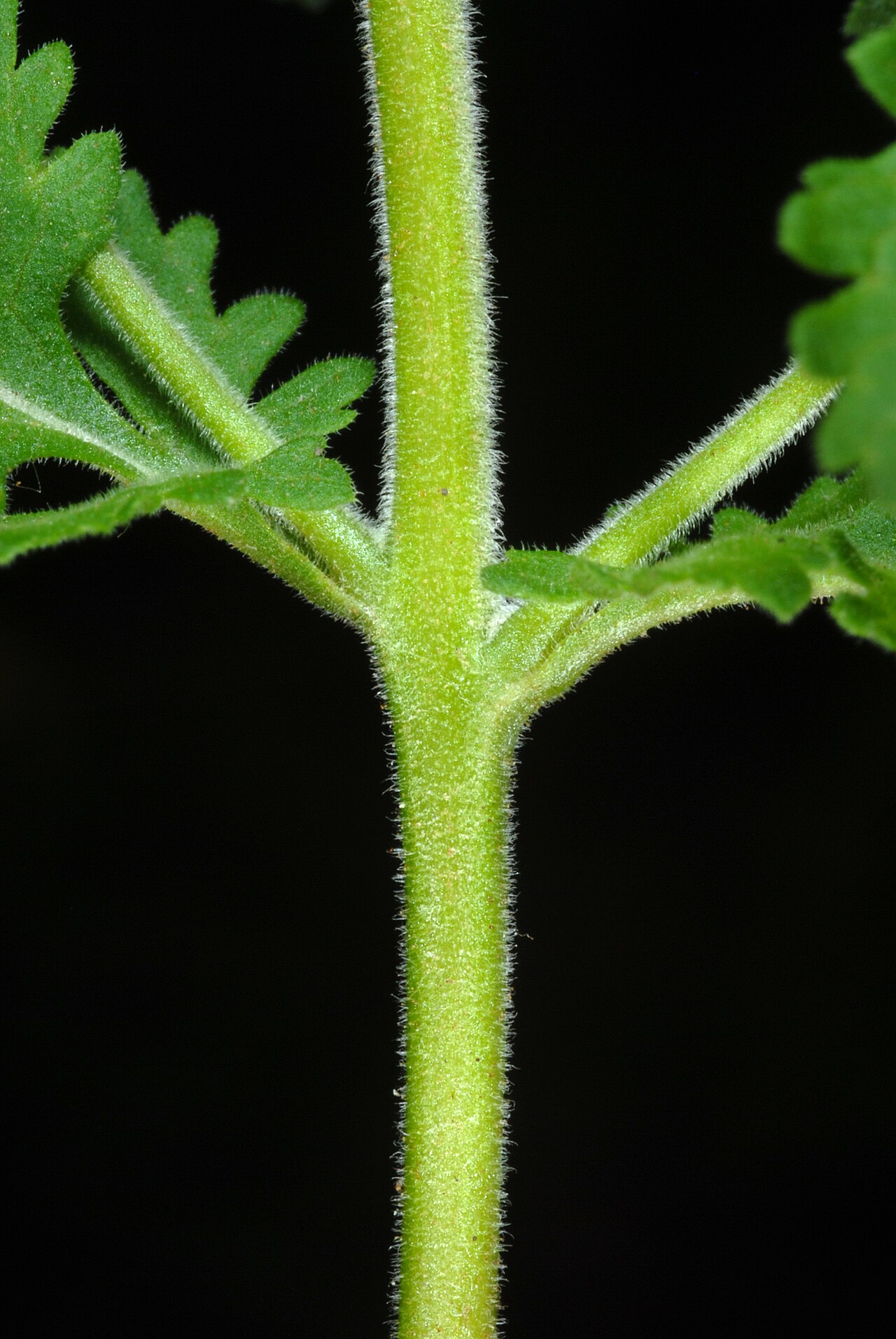 Fernleaf yellow false foxglove: Aureolaria pedicularia