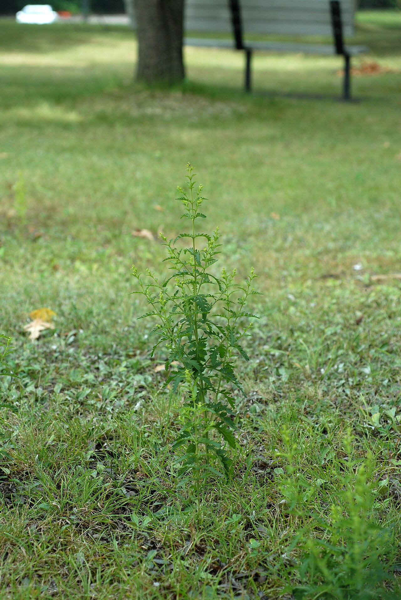 Fernleaf yellow false foxglove: Aureolaria pedicularia