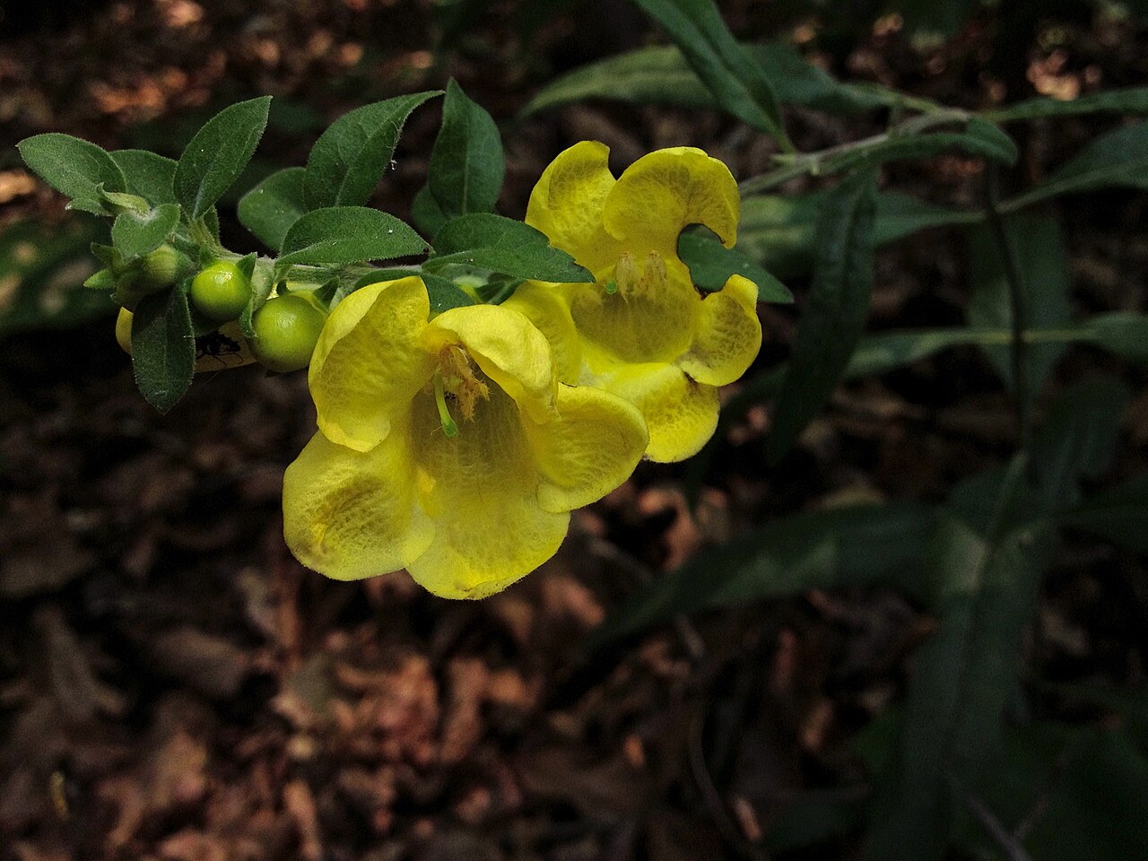 Downy yellow false foxglove: Photo of Aureolaria virginica in flower. This is a native plant growing wild in Great Falls Park, in Fairfax county, Virginia, USA. This species is a member of
