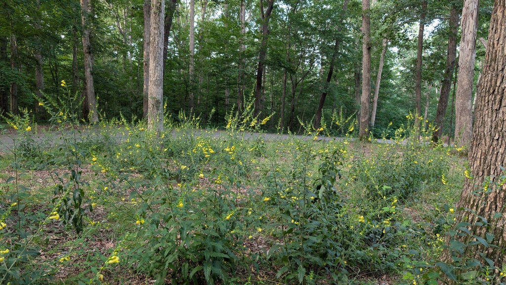 Downy yellow false foxglove (Aureolaria virginica)