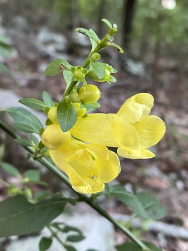 Downy yellow false foxglove (Aureolaria virginica)