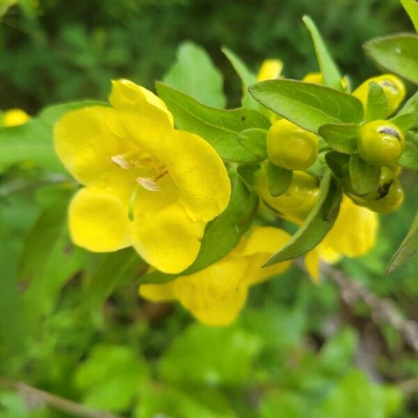 Downy yellow false foxglove (Aureolaria virginica)