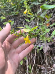 Downy yellow false foxglove (Aureolaria virginica)