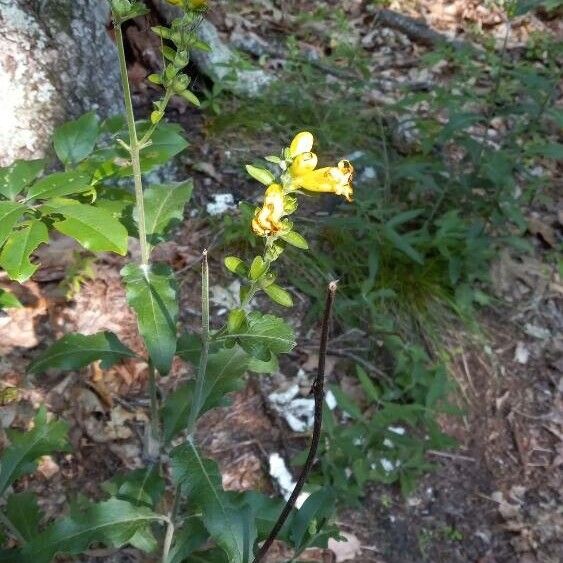 Downy yellow false foxglove (Aureolaria virginica)
