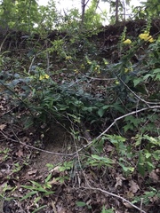 Downy yellow false foxglove (Aureolaria virginica)
