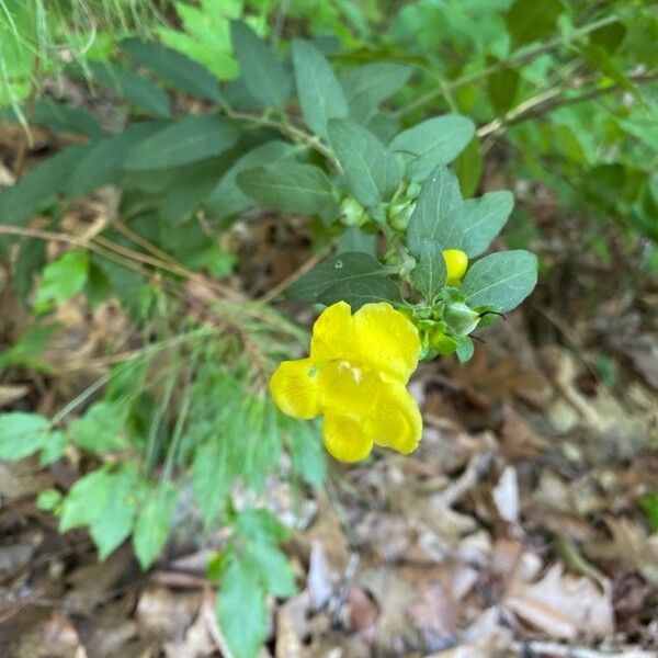 Downy yellow false foxglove (Aureolaria virginica)