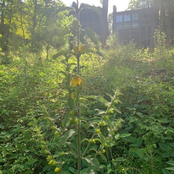 Downy yellow false foxglove (Aureolaria virginica)