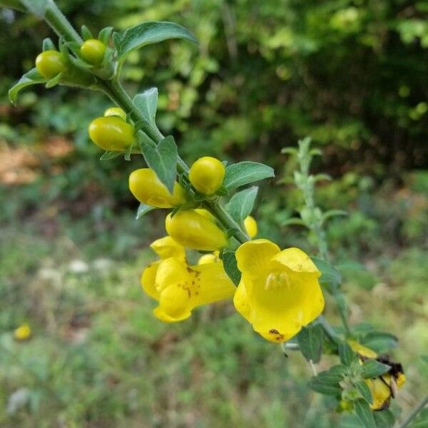 Downy yellow false foxglove (Aureolaria virginica)