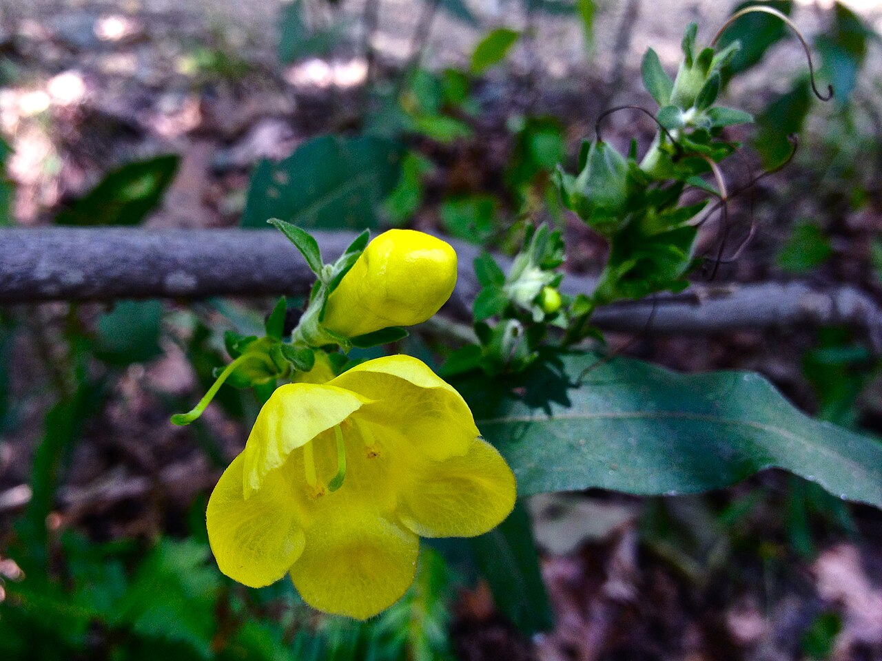 Downy yellow false foxglove: Photo of Aureolaria virginica in flower. This is a native plant growing wild in Great Falls Park, Fairfax county Virginia, USA. This species is a member of the