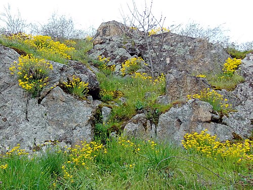 Basket of gold: Авринія скельна (Aurinia saxatilis) — раритетний вид рослин, занесений до Червоного списку Запорізької області. Запорізька область. Запорізьке Правобережжя. Дол