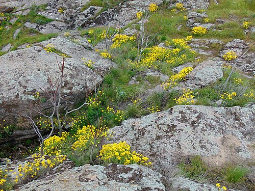 Basket of gold: Авринія скельна (Aurinia saxatilis) — раритетний вид рослин, занесений до Червоного списку Запорізької області. Запорізька область. Запорізьке Правобережжя. Дні