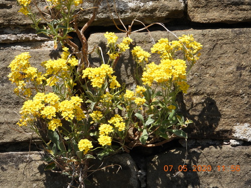 Basket of gold (Aurinia saxatilis)