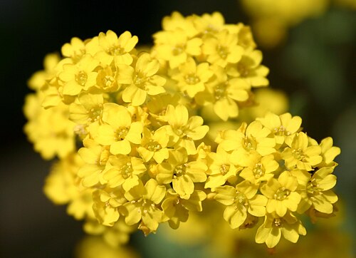 Basket of gold (Aurinia saxatilis)