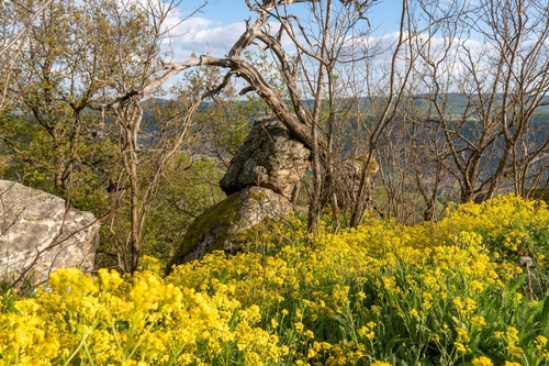 Basket of gold (Aurinia saxatilis)