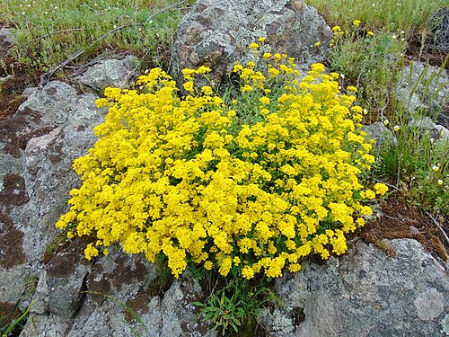 Basket of gold: Авринія скельна (Aurinia saxatilis) — раритетний вид рослин, занесений до Червоного списку Запорізької області. Запорізька область. Запорізьке Правобережжя. Дол