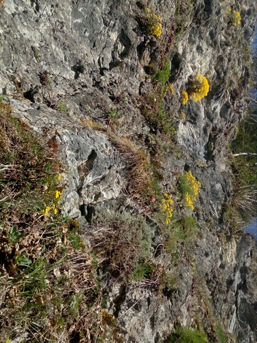 Basket of gold (Aurinia saxatilis)