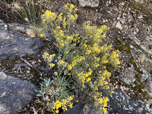 Basket of gold (Aurinia saxatilis)