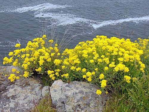 Basket of gold: Авринія скельна (Aurinia saxatilis) — раритетний вид рослин, занесений до Червоного списку Запорізької області. Запорізька область. Запорізьке Правобережжя. Дні