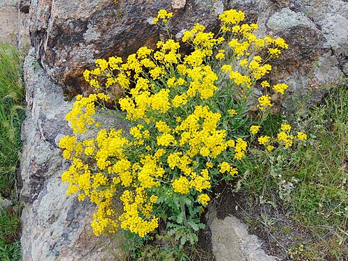 Basket of gold: Авринія скельна (Aurinia saxatilis) — раритетний вид рослин, занесений до Червоного списку Запорізької області. Запорізька область. Запорізьке Правобережжя. Дні