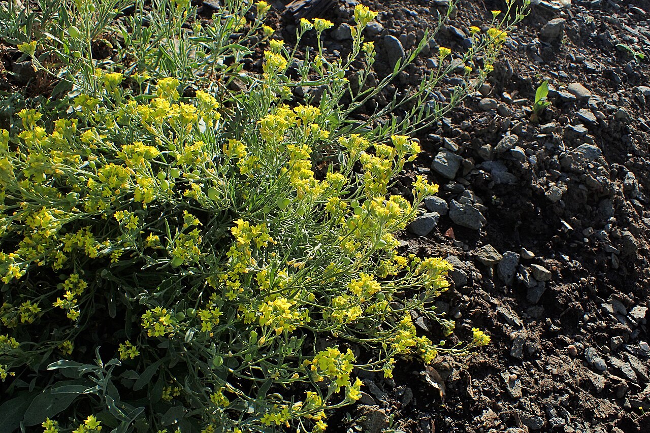 Aurinia sinuata: Aurinia sinuata in Jibou Botanical Garden