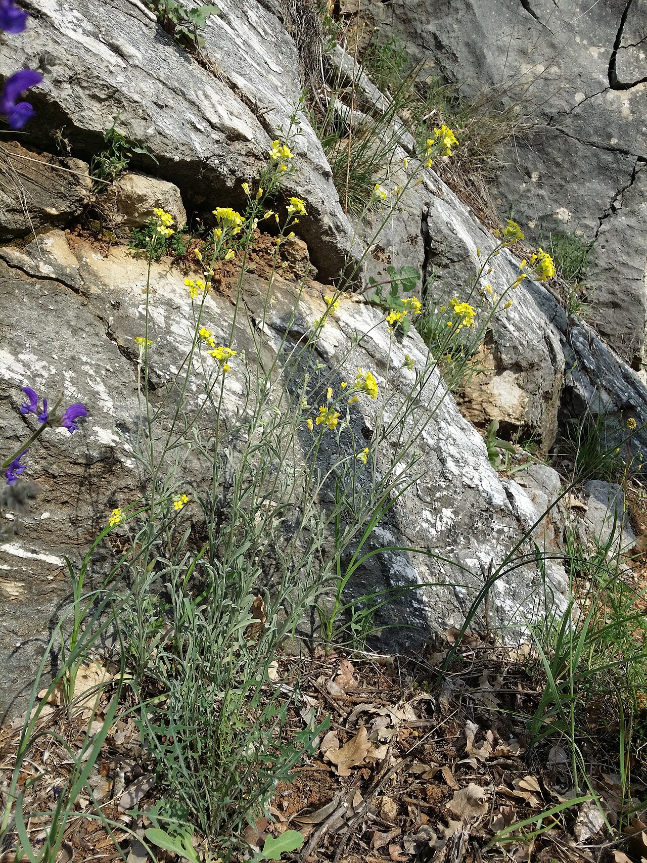 Aurinia sinuata: Habitus Taxonym: Alyssoides sinuata ss Rottensteiner: Exkursionsflora für Istrien ISBN 978-3-85328-067-6 Location: Vela Rika valley, community Draga Bašćanska,