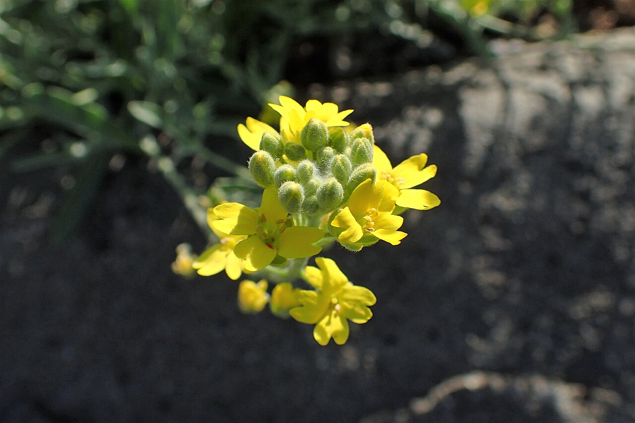 Aurinia sinuata: Aurinia sinuata in Jibou Botanical Garden